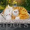 Double Cat with Mom