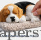 Sleeping Dog Medium