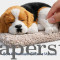 Sleeping Dog Large