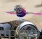 Wind Flying Bird